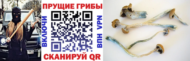 Псилоцибиновые грибы GOLDEN TEACHER  Облучье 